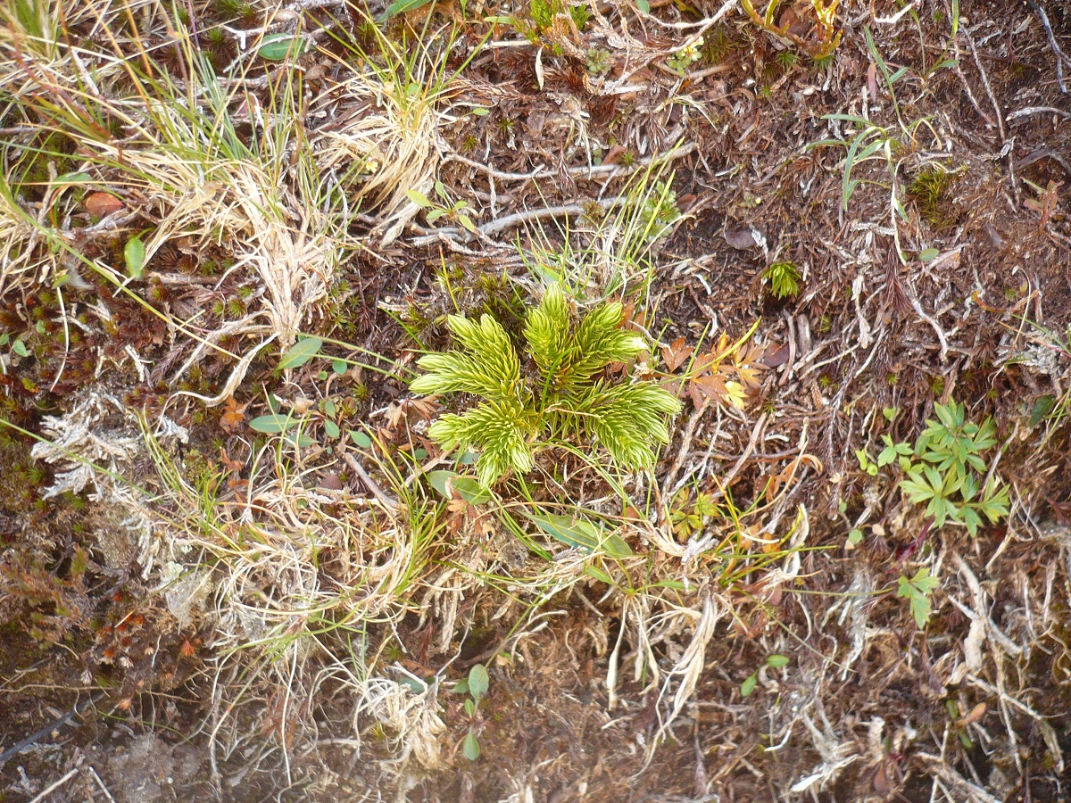 Huperzia selago subsp. selago (Lycopodiaceae)